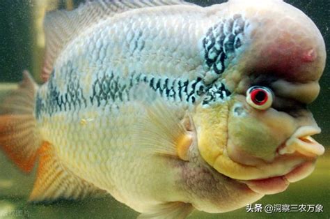 羅漢魚飼養|羅漢魚的飼養及養護常識 